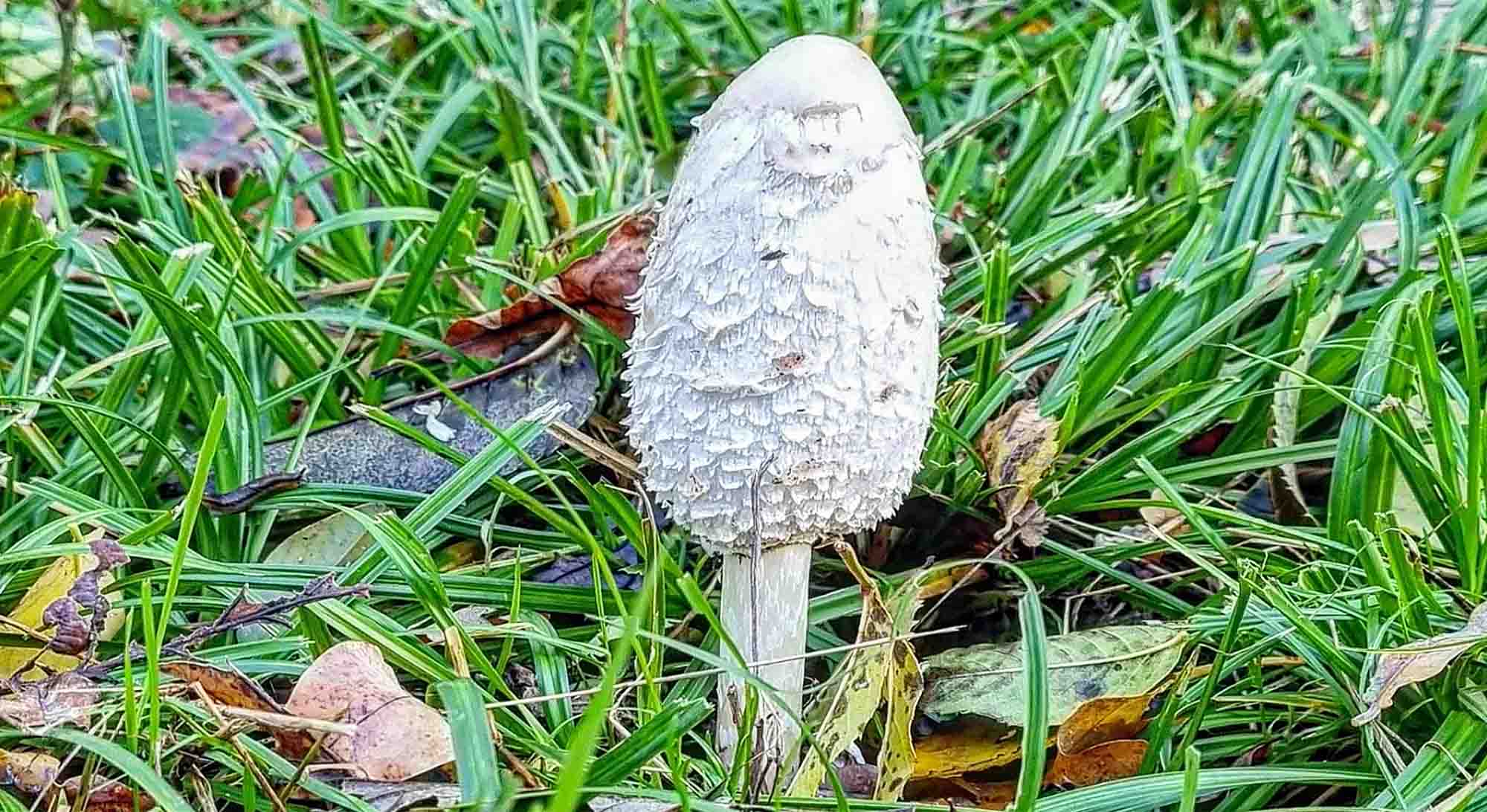 Coprins chevelus