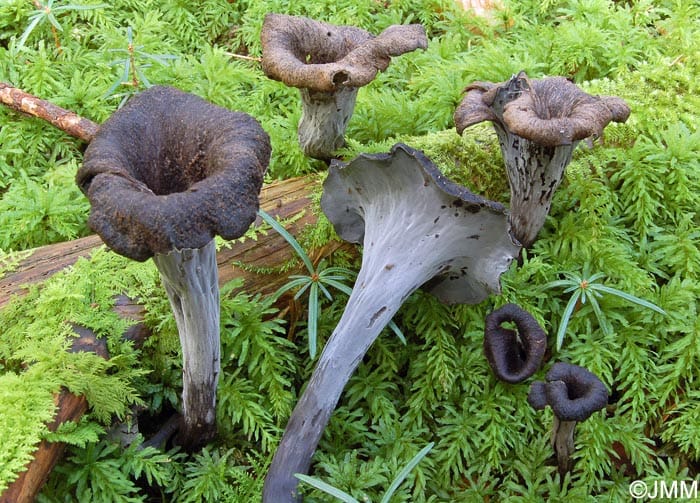 Trompettes de la mort