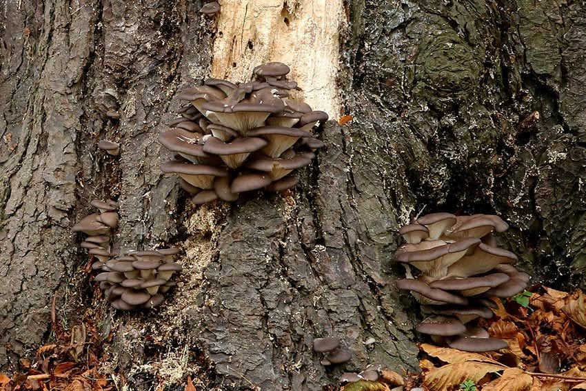 Pleurotes en huître