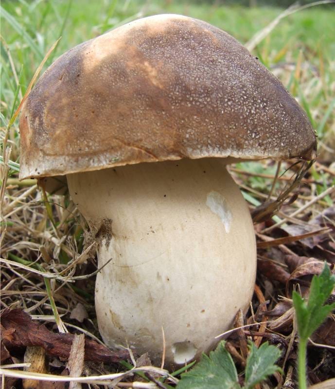 Cèpes d'été