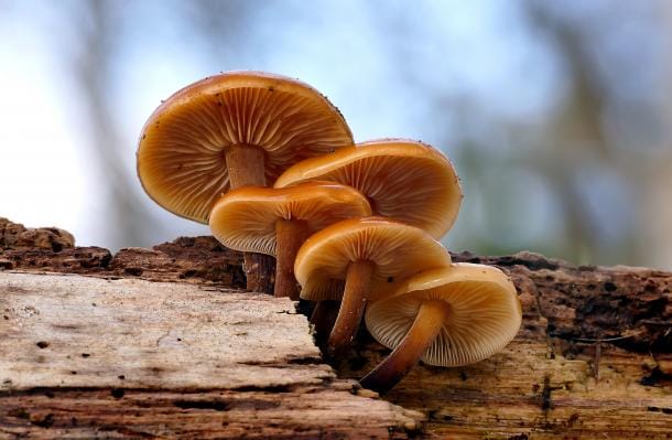 Collybies à pied velouté