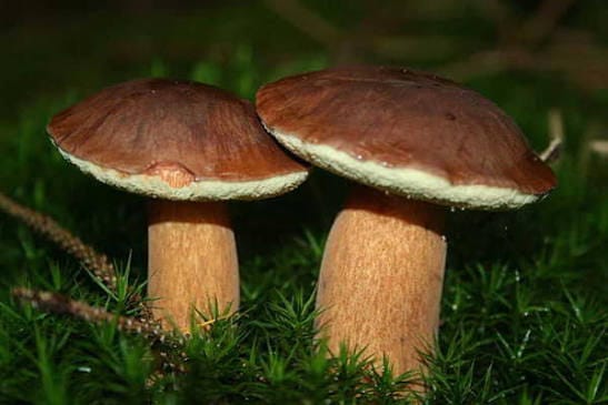 Bolets bais