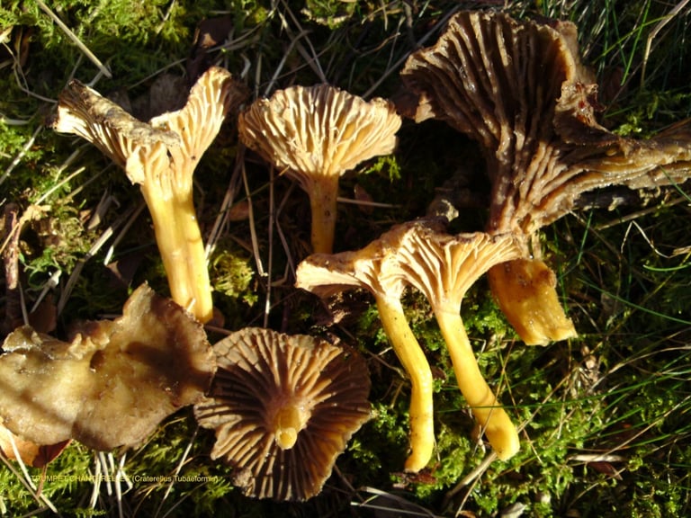 Les chanterelles en tube au Luxembourg