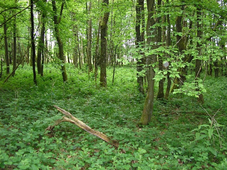 Taillis de chênes du Penzebierg, à Kiischpelt. Image redimensionnée et convertie en WebP.
