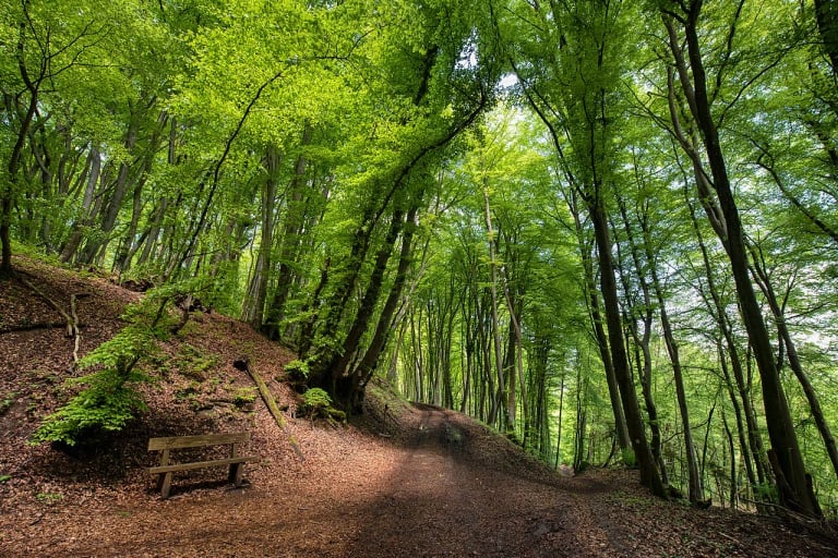 Forêt près d'Echternach, sur le Mullerthal Trail. Image redimensionnée et convertie en WebP.